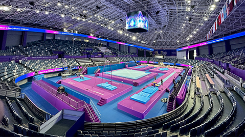 园林绿化茴香树